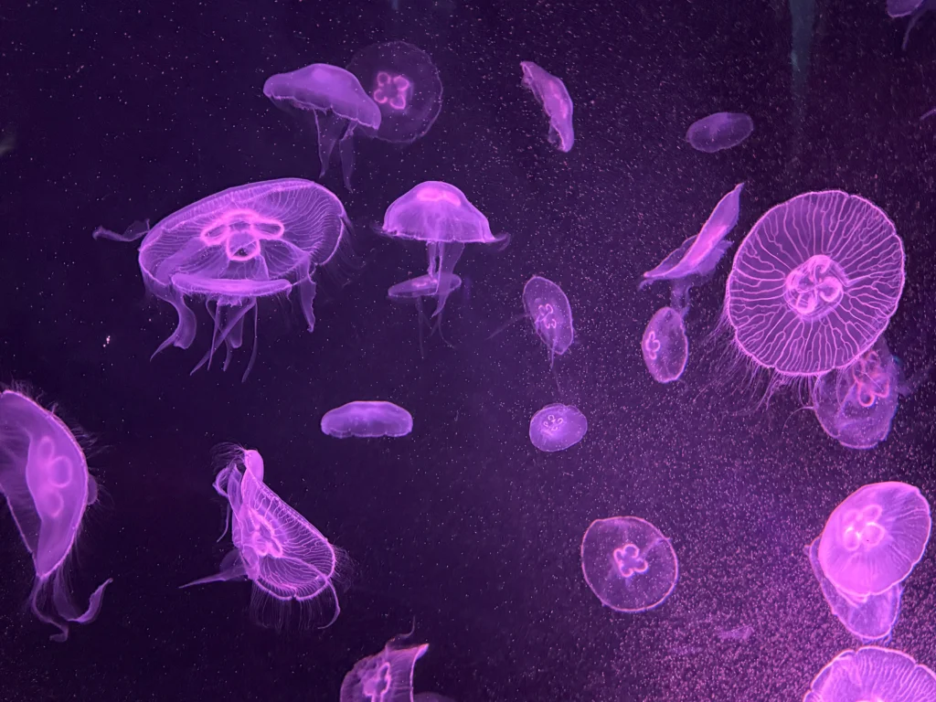 Cruising with Danny and Peter, P&O Ferries, Pride of Rotterdam, Kingston upon Hull, England | Images showcasing a Minicruise to England with P&O Ferries, including the Pride of Rotterdam ferry, scenic North Sea views, gourmet dining aboard, attractions in Hull such as The Deep aquarium, the Streetlife Museum of Transport, Hull Minster, and vibrant city experiences like shopping and dining, capturing the highlights of a UK short break cruise from Rotterdam to Hull.