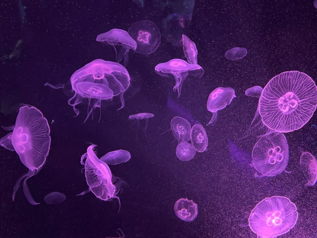 Cruising with Danny and Peter, P&O Ferries, Pride of Rotterdam, Kingston upon Hull, England | Images showcasing a Minicruise to England with P&O Ferries, including the Pride of Rotterdam ferry, scenic North Sea views, gourmet dining aboard, attractions in Hull such as The Deep aquarium, the Streetlife Museum of Transport, Hull Minster, and vibrant city experiences like shopping and dining, capturing the highlights of a UK short break cruise from Rotterdam to Hull.