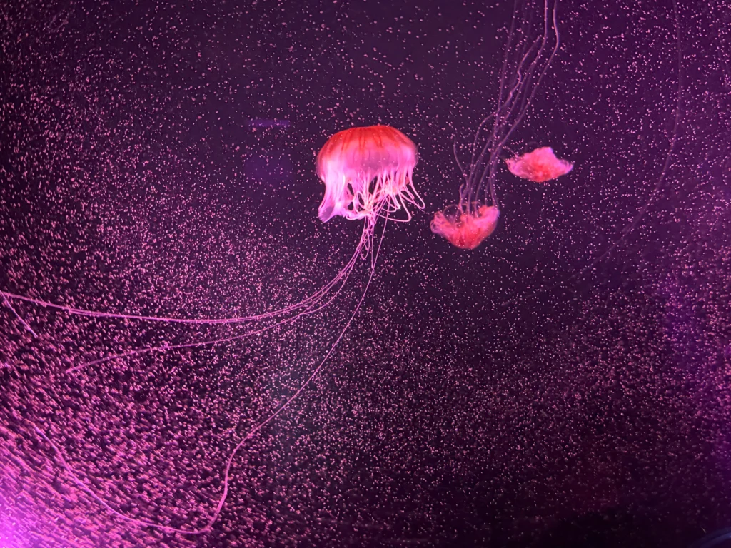 Cruising with Danny and Peter, P&O Ferries, Pride of Rotterdam, Kingston upon Hull, England | Images showcasing a Minicruise to England with P&O Ferries, including the Pride of Rotterdam ferry, scenic North Sea views, gourmet dining aboard, attractions in Hull such as The Deep aquarium, the Streetlife Museum of Transport, Hull Minster, and vibrant city experiences like shopping and dining, capturing the highlights of a UK short break cruise from Rotterdam to Hull.