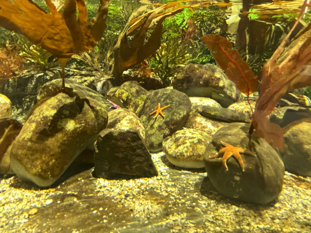 Cruising with Danny and Peter, P&O Ferries, Pride of Rotterdam, Kingston upon Hull, England | Images showcasing a Minicruise to England with P&O Ferries, including the Pride of Rotterdam ferry, scenic North Sea views, gourmet dining aboard, attractions in Hull such as The Deep aquarium, the Streetlife Museum of Transport, Hull Minster, and vibrant city experiences like shopping and dining, capturing the highlights of a UK short break cruise from Rotterdam to Hull.