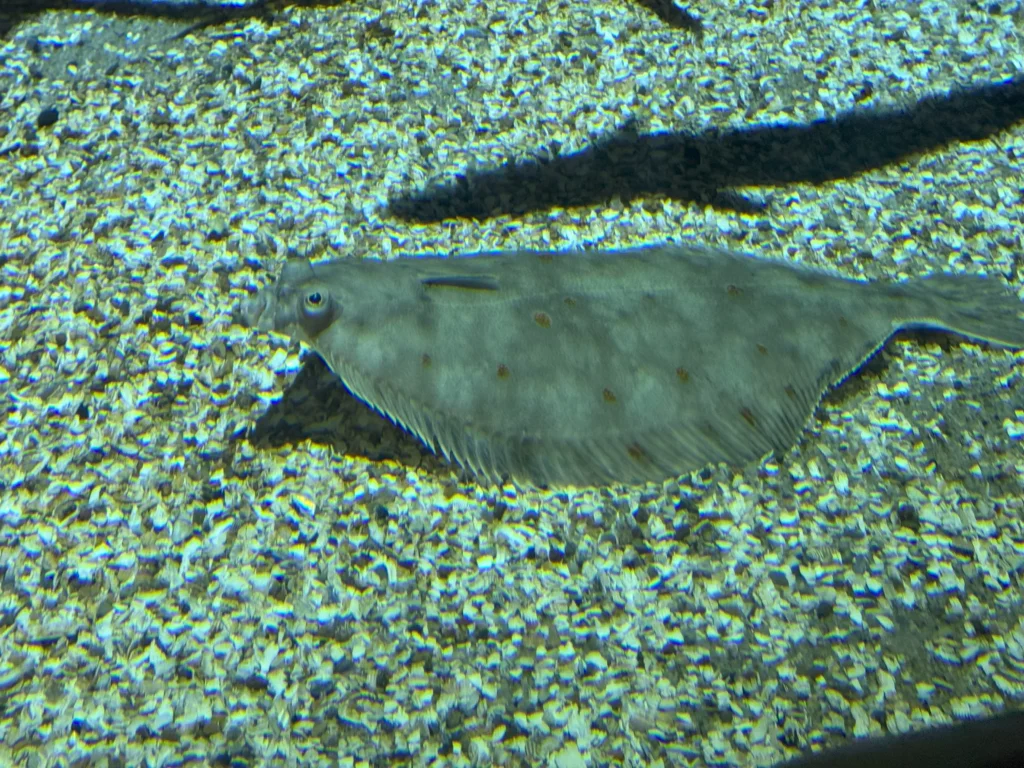 Cruising with Danny and Peter, P&O Ferries, Pride of Rotterdam, Kingston upon Hull, England | Images showcasing a Minicruise to England with P&O Ferries, including the Pride of Rotterdam ferry, scenic North Sea views, gourmet dining aboard, attractions in Hull such as The Deep aquarium, the Streetlife Museum of Transport, Hull Minster, and vibrant city experiences like shopping and dining, capturing the highlights of a UK short break cruise from Rotterdam to Hull.