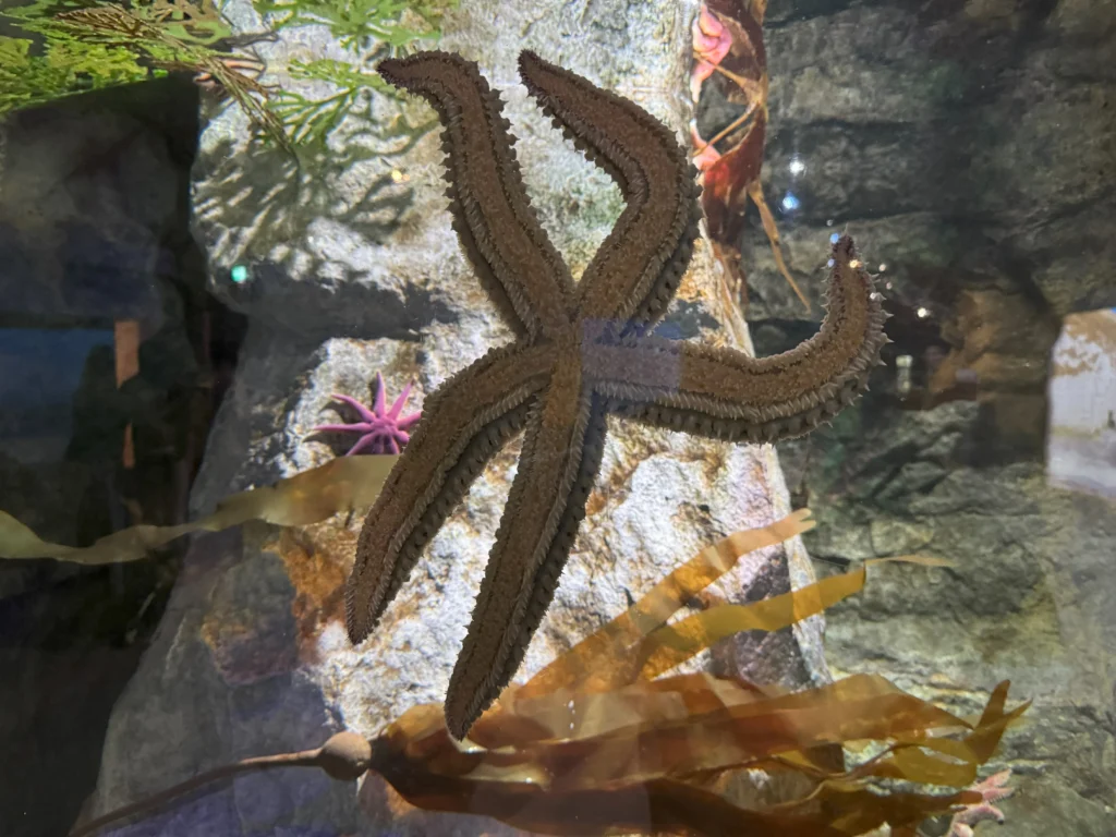 Cruising with Danny and Peter, P&O Ferries, Pride of Rotterdam, Kingston upon Hull, England | Images showcasing a Minicruise to England with P&O Ferries, including the Pride of Rotterdam ferry, scenic North Sea views, gourmet dining aboard, attractions in Hull such as The Deep aquarium, the Streetlife Museum of Transport, Hull Minster, and vibrant city experiences like shopping and dining, capturing the highlights of a UK short break cruise from Rotterdam to Hull.