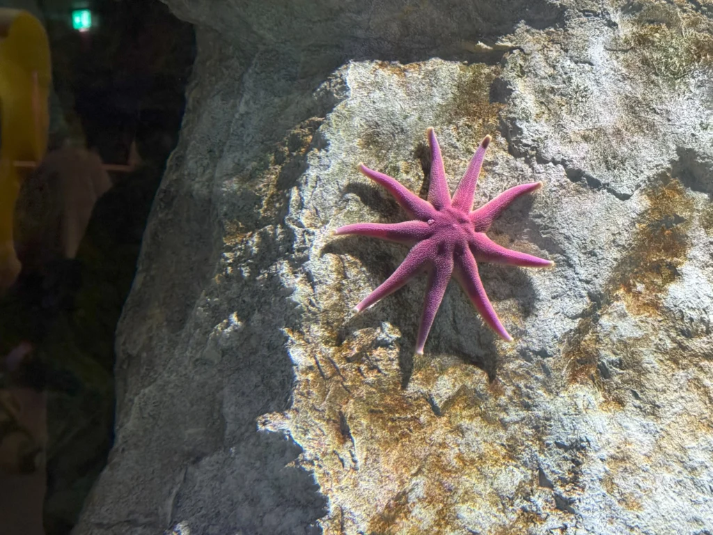 Cruising with Danny and Peter, P&O Ferries, Pride of Rotterdam, Kingston upon Hull, England | Images showcasing a Minicruise to England with P&O Ferries, including the Pride of Rotterdam ferry, scenic North Sea views, gourmet dining aboard, attractions in Hull such as The Deep aquarium, the Streetlife Museum of Transport, Hull Minster, and vibrant city experiences like shopping and dining, capturing the highlights of a UK short break cruise from Rotterdam to Hull.