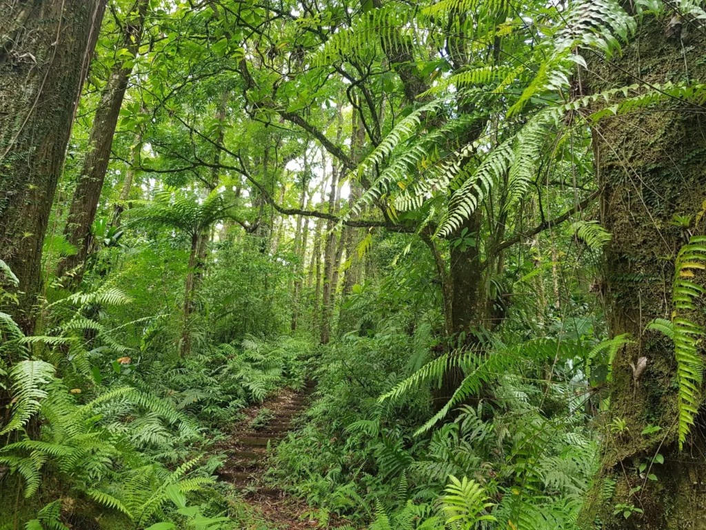 Martinique 4×4 Adventure: Conquer the Island’s Untamed Terrain 12 Cruising with Danny and Peter, Holland America Line, Zuiderdam, Fort De France, Martinique | Embarking on a thrilling Martinique 4x4 adventure through rugged terrain, showcasing lush rainforests, panoramic views from Mount Pelée, and hidden Caribbean beaches, capturing the essence of off-road exploration in the Caribbean.