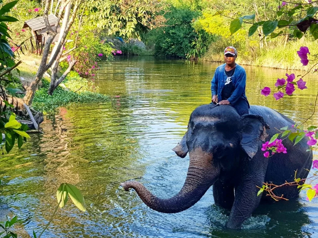 Cruising with Danny and Peter, Holland America Line, Westerdam, Laem Chabang, Bangkok, Thailand | Visitors enjoying wildlife encounters and interactive experiences at Elephant Village Pattaya, surrounded by majestic elephants, tropical birds, and vibrant Thai cultural shows, capturing the essence of nature and entertainment in Pattaya.