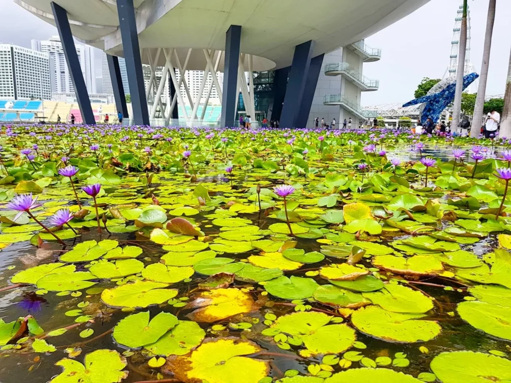 Cruising with Danny and Peter, Holland America Line, Westerdam, Singapore | Singapore bike tour through vibrant cityscapes with historic Chinatown and modern Orchard Road, ending with the Marina Bay water and light show featuring the Marina Bay Sands light display and stunning fountain show.