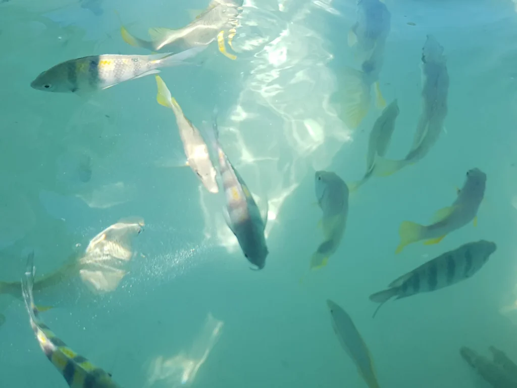 Cruising with Danny and Peter, Holland America Line, Nieuw Amsterdam, Half Moon Cay, Bahamas | Visitors enjoy a thrilling Half Moon Cay stingray adventure, snorkeling with gentle stingrays in crystal-clear Caribbean waters, surrounded by pristine beaches and tropical scenery.