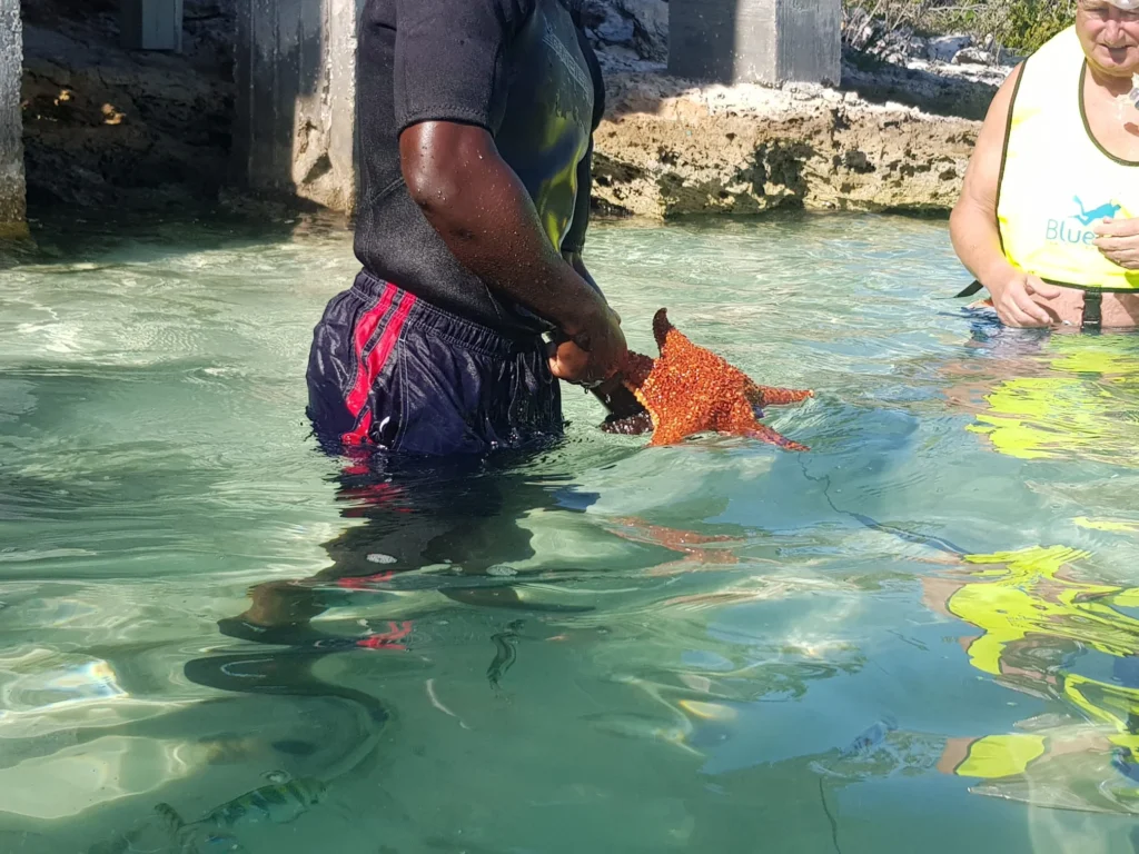 Cruising with Danny and Peter, Holland America Line, Nieuw Amsterdam, Half Moon Cay, Bahamas | Visitors enjoy a thrilling Half Moon Cay stingray adventure, snorkeling with gentle stingrays in crystal-clear Caribbean waters, surrounded by pristine beaches and tropical scenery.