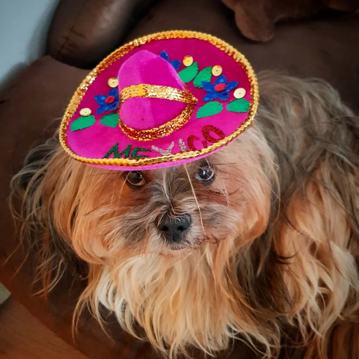 Cruising with Danny and Peter, Holland America Line, Nieuw Amsterdam, Fort Lauderdale, Florida, United States | A stunning view of a Holland America Caribbean Cruise ship sailing through crystal-clear waters, surrounded by tropical islands, showcasing vibrant sunsets, luxury amenities, and unforgettable seaside escapes, perfect for island hopping and cultural exploration.