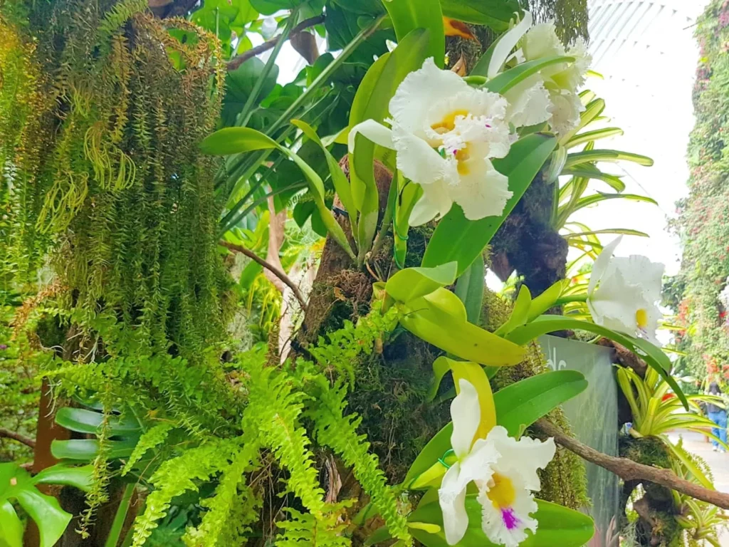 Cruising with Dannay and Peter, Holland America Line, Westerdam, Singapore | Image of Gardens by the Bay's Supertree Grove, Flower Dome Singapore, Cloud Forest Dome, and Changi Airport Jewel with Rain Vortex showcasing Singapore Gardens highlights.