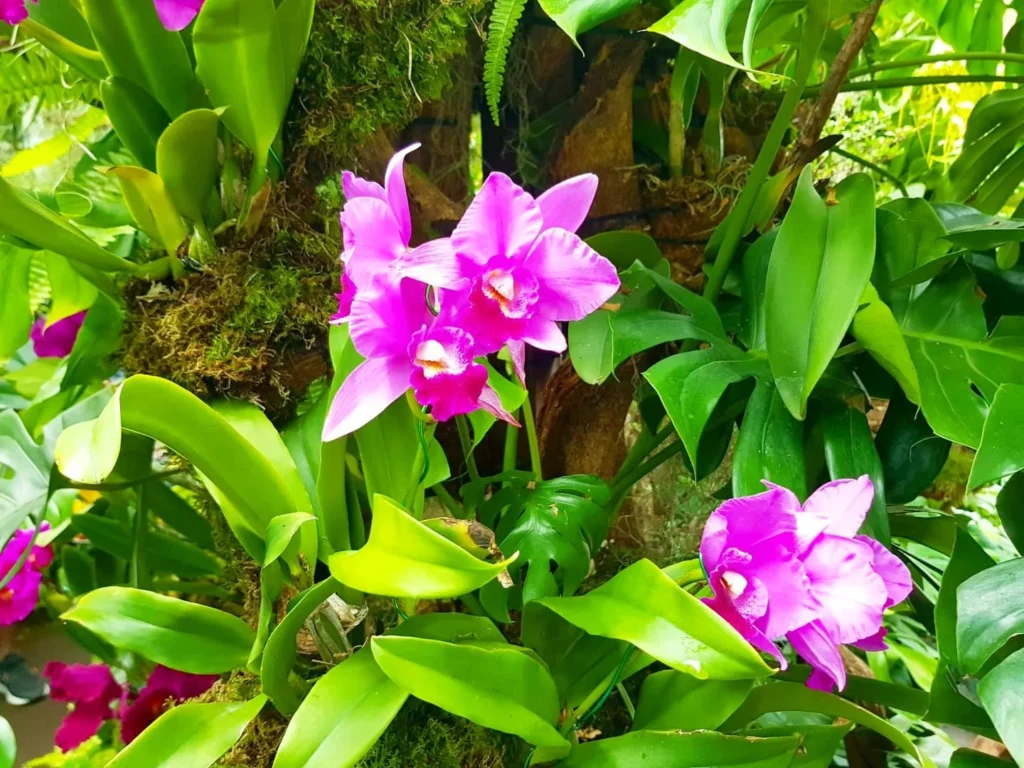 Cruising with Dannay and Peter, Holland America Line, Westerdam, Singapore | Image of Gardens by the Bay's Supertree Grove, Flower Dome Singapore, Cloud Forest Dome, and Changi Airport Jewel with Rain Vortex showcasing Singapore Gardens highlights.