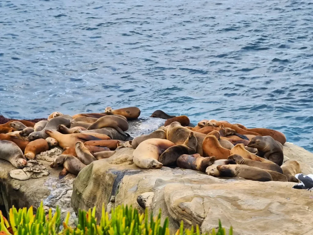 Cruising with Danny and Peter, Holland America Line, Koningsdam, San Diego, California, United States | A nostalgic 1950s American breakfast in a retro diner with vintage decor, featuring classic pancakes and bacon, paired with a scenic California train journey along the Pacific Ocean, offering breathtaking coastal views and a mid-century dining experience. Enjoy the charm of a throwback dining adventure, starting in Los Angeles and traveling to San Diego, with retro food and decor complementing the scenic travel experience.