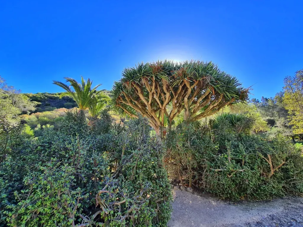 Cruising with Danny and Peter, Holland America Line, Koningsdam, Avalon, California, United States | Scenic Avalon Biking Adventures showcasing coastal views, cyclists on charming trails, Wrigley Memorial Gardens, and Catalina Island landscapes on an island biking tour.