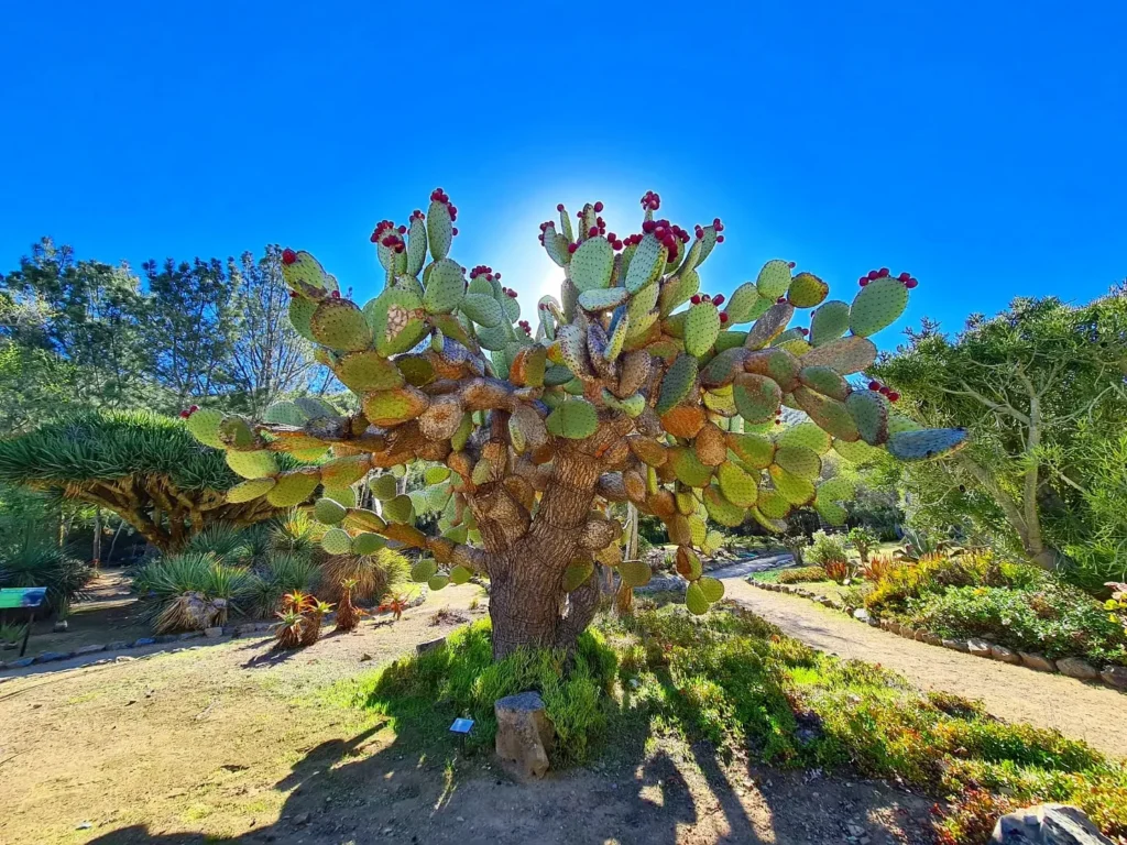 Cruising with Danny and Peter, Holland America Line, Koningsdam, Avalon, California, United States | Scenic Avalon Biking Adventures showcasing coastal views, cyclists on charming trails, Wrigley Memorial Gardens, and Catalina Island landscapes on an island biking tour.