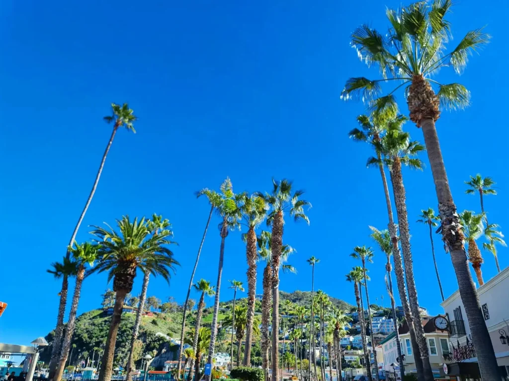 Cruising with Danny and Peter, Holland America Line, Koningsdam, Avalon, California, United States | Scenic Avalon Biking Adventures showcasing coastal views, cyclists on charming trails, Wrigley Memorial Gardens, and Catalina Island landscapes on an island biking tour.