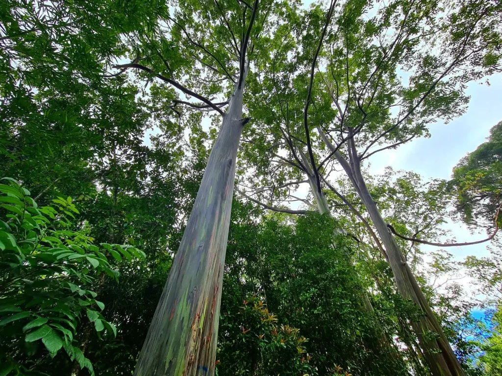 Cruising with Danny and Peter, Holland America Line, Koningsdam, Kahului, Maui, Hawaii, United States | Stunning views along the Road to Hana, showcasing Maui’s breathtaking waterfalls, lush Hana rainforest, captivating black sand beaches, and serene Turtle Beach Maui, with glimpses of whale watching opportunities and picturesque coastal views during this unforgettable Maui road trip adventure.