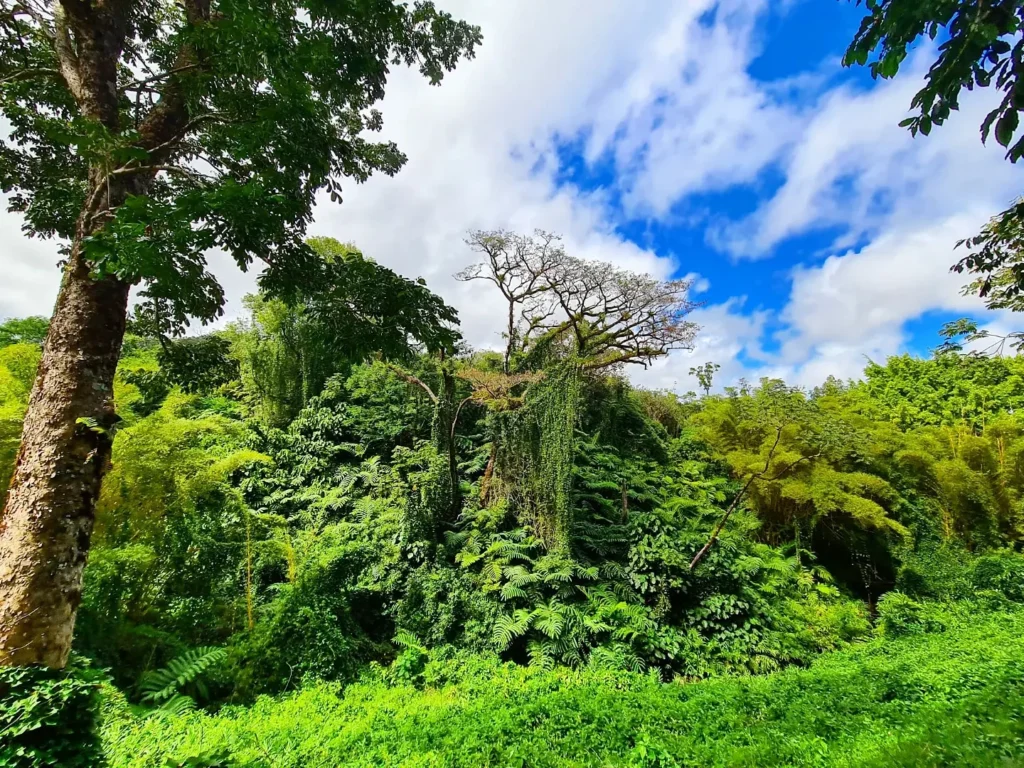 Cruising with Danny and Peter, Holland America Line, Koningsdam, Hilo, Hawaii, United States | Scenic Hamakua Coast Hilo Adventure in Hawaii featuring lush valleys, cascading waterfalls, hidden gems, and breathtaking ocean views along the tropical coastline.