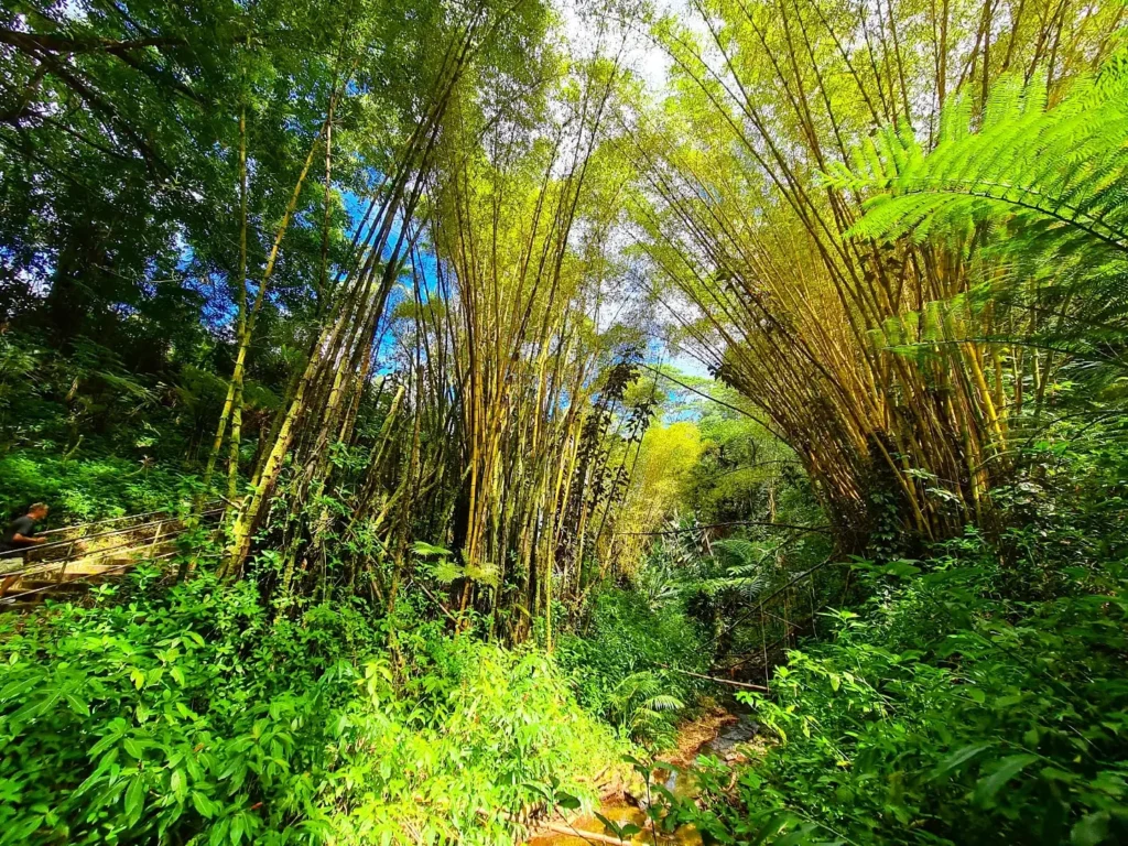 Cruising with Danny and Peter, Holland America Line, Koningsdam, Hilo, Hawaii, United States | Scenic Hamakua Coast Hilo Adventure in Hawaii featuring lush valleys, cascading waterfalls, hidden gems, and breathtaking ocean views along the tropical coastline.