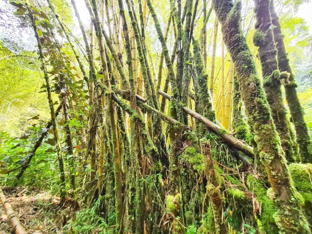 Cruising with Danny and Peter, Holland America Line, Koningsdam, Hilo, Hawaii, United States | Scenic Hamakua Coast Hilo Adventure in Hawaii featuring lush valleys, cascading waterfalls, hidden gems, and breathtaking ocean views along the tropical coastline.