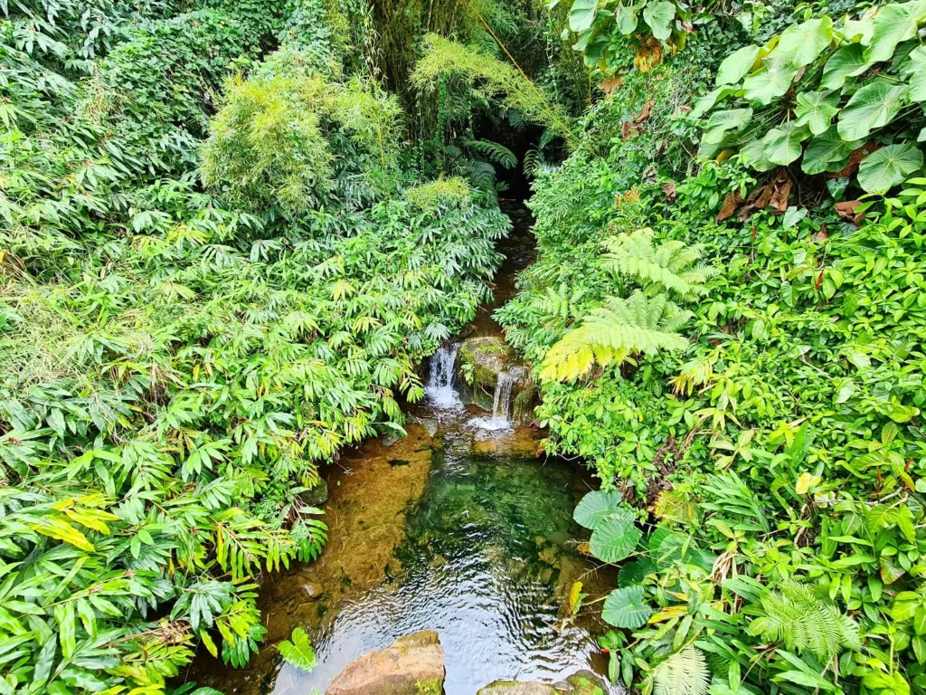 Cruising with Danny and Peter, Holland America Line, Koningsdam, Hilo, Hawaii, United States | Scenic Hamakua Coast Hilo Adventure in Hawaii featuring lush valleys, cascading waterfalls, hidden gems, and breathtaking ocean views along the tropical coastline.