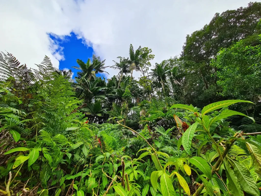 Cruising with Danny and Peter, Holland America Line, Koningsdam, Hilo, Hawaii, United States | Scenic Hamakua Coast Hilo Adventure in Hawaii featuring lush valleys, cascading waterfalls, hidden gems, and breathtaking ocean views along the tropical coastline.