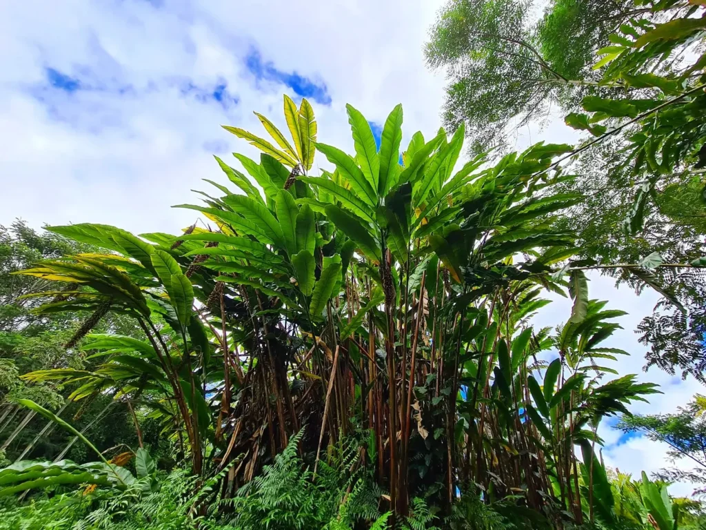 Cruising with Danny and Peter, Holland America Line, Koningsdam, Hilo, Hawaii, United States | Scenic Hamakua Coast Hilo Adventure in Hawaii featuring lush valleys, cascading waterfalls, hidden gems, and breathtaking ocean views along the tropical coastline.