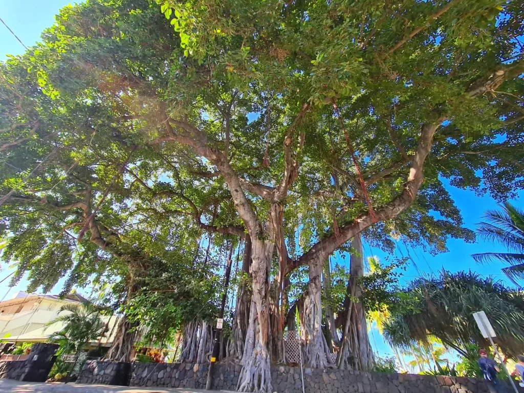 Cruising with Danny and Peter, Holland America Line, Koningsdam, Kona, Hawaii, United-States | A vibrant scene showcasing the beauty of Kona Hawaii, featuring secluded beaches with soft sand and crystal-clear waters, colorful storefronts along the bustling streets, and breathtaking scenic views of the Kona coast during sunset. The image captures the essence of Exploring Kona's Island Charm, highlighting local culture with hula dancers and delicious Hawaiian cuisine served at a beachfront restaurant.