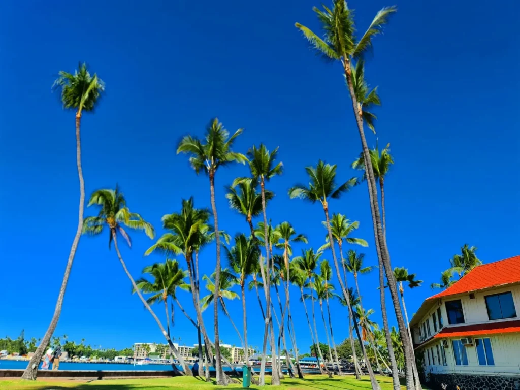 Cruising with Danny and Peter, Holland America Line, Koningsdam, Kona, Hawaii, United-States | A vibrant scene showcasing the beauty of Kona Hawaii, featuring secluded beaches with soft sand and crystal-clear waters, colorful storefronts along the bustling streets, and breathtaking scenic views of the Kona coast during sunset. The image captures the essence of Exploring Kona's Island Charm, highlighting local culture with hula dancers and delicious Hawaiian cuisine served at a beachfront restaurant.