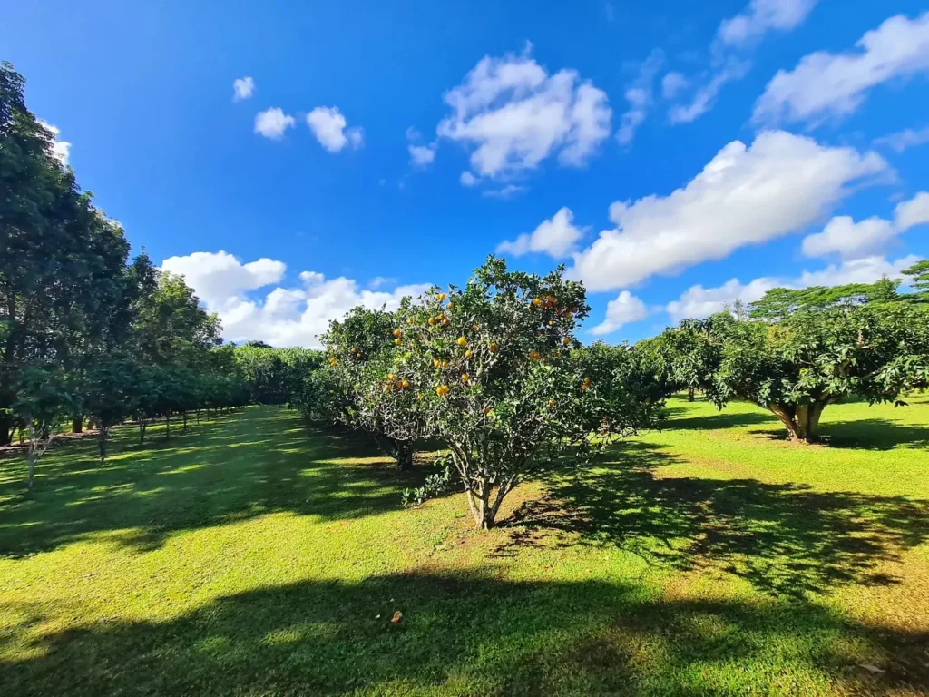 Cruising with Danny and Peter, Holland America Line, Koningsdam, Nawiliwili, Kauai, Hawaii, United States | Scenic views from the Nawiliwili Plantation Railway showcasing lush landscapes of Kauai, tropical fruit plantations, and historic plantation architecture, capturing the essence of a Hawaiian plantation experience.