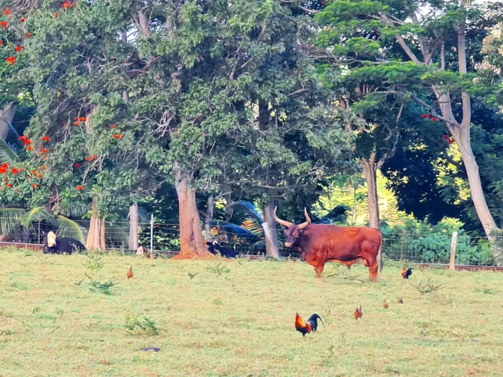 Cruising with Danny and Peter, Holland America Line, Koningsdam, Nawiliwili, Kauai, Hawaii, United States | Scenic views from the Nawiliwili Plantation Railway showcasing lush landscapes of Kauai, tropical fruit plantations, and historic plantation architecture, capturing the essence of a Hawaiian plantation experience.