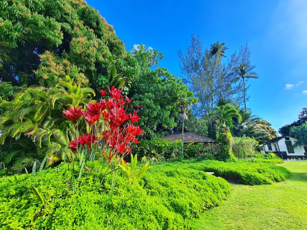 Cruising with Danny and Peter, Holland America Line, Koningsdam, Nawiliwili, Kauai, Hawaii, United States | Scenic views from the Nawiliwili Plantation Railway showcasing lush landscapes of Kauai, tropical fruit plantations, and historic plantation architecture, capturing the essence of a Hawaiian plantation experience.