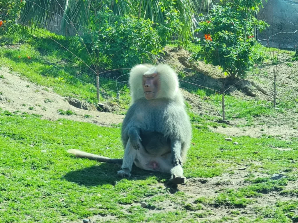 Cruising with Danny and Peter, Holland America Line, Koningsdam, San Diego, California, United States | Visitors enjoying wildlife exploration at the San Diego Zoo, featuring a variety of animals in lush exhibits. Includes close-ups of majestic lions, playful pandas, and other fascinating species. The image also shows people savoring delicious San Diego fish tacos, highlighting the coastal dining experience in San Diego.