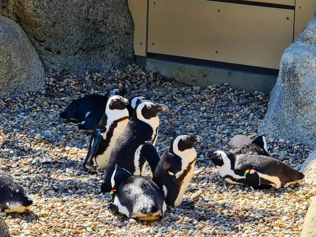 Cruising with Danny and Peter, Holland America Line, Koningsdam, San Diego, California, United States | Visitors enjoying wildlife exploration at the San Diego Zoo, featuring a variety of animals in lush exhibits. Includes close-ups of majestic lions, playful pandas, and other fascinating species. The image also shows people savoring delicious San Diego fish tacos, highlighting the coastal dining experience in San Diego.