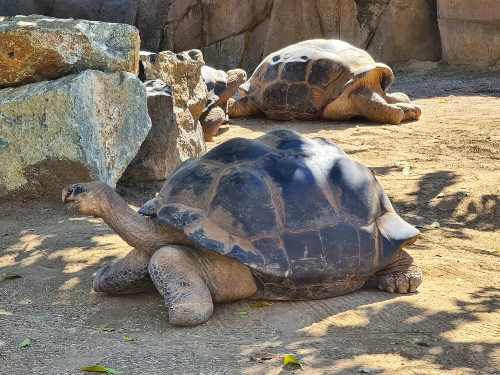 Cruising with Danny and Peter, Holland America Line, Koningsdam, San Diego, California, United States | Visitors enjoying wildlife exploration at the San Diego Zoo, featuring a variety of animals in lush exhibits. Includes close-ups of majestic lions, playful pandas, and other fascinating species. The image also shows people savoring delicious San Diego fish tacos, highlighting the coastal dining experience in San Diego.