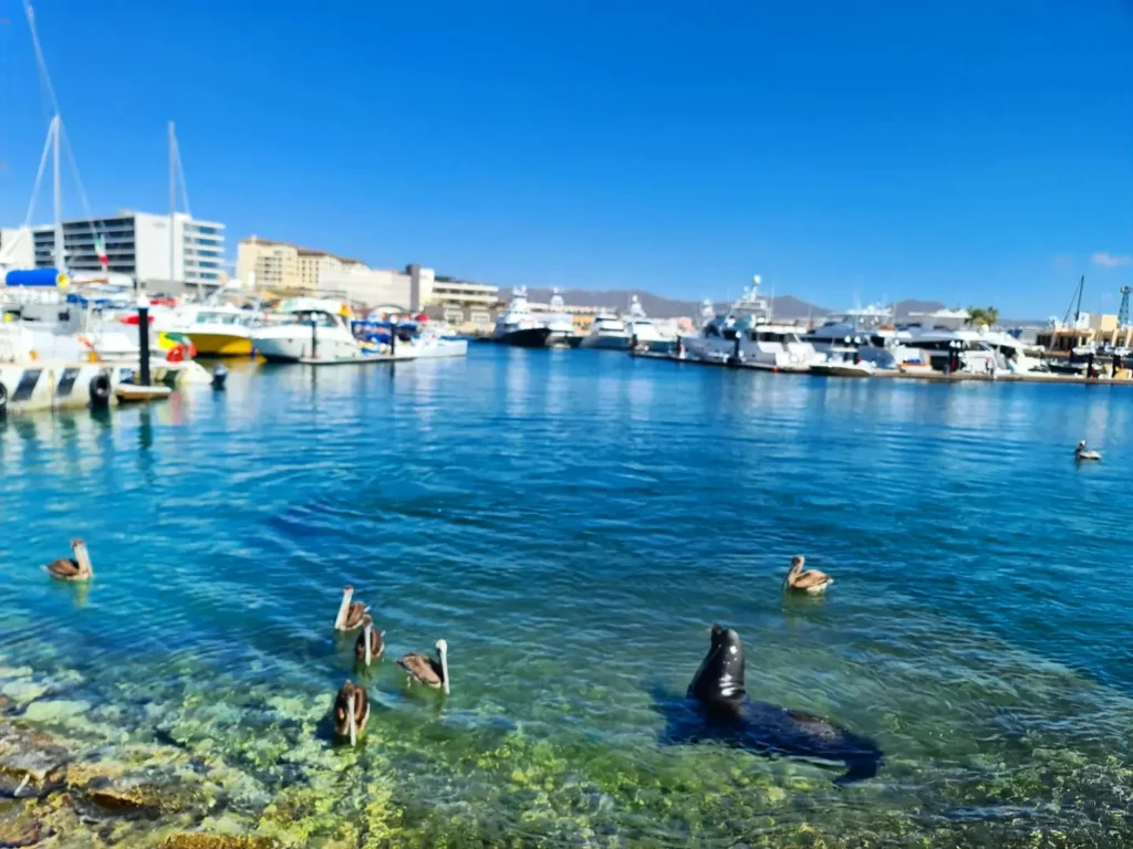 Cruising with Danny and Peter, Holland America Line, Koningsdam. Cabo San Lucas, Mexico | A scenic Cabo San Lucas Sailing adventure showcasing the stunning coastline, vibrant beaches, luxurious yacht charter, and breathtaking sunset views on a Cabo San Lucas boat tour, perfect for a memorable Cabo coastal adventure and Pacific Ocean sailing Cabo experience.