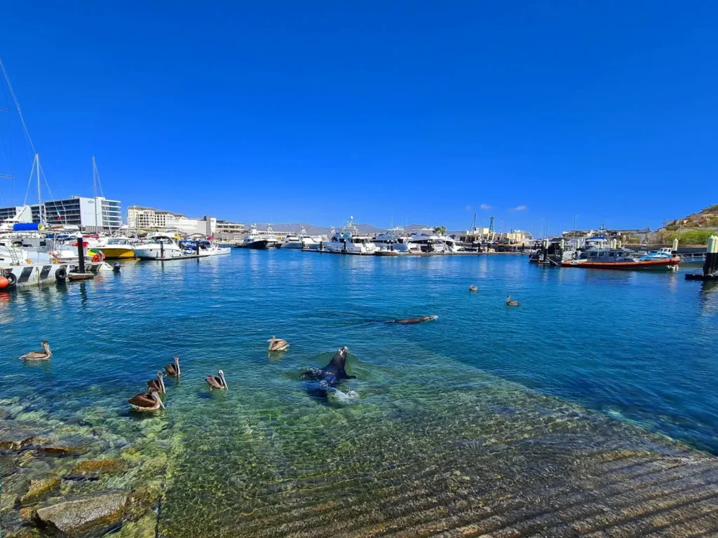 Cruising with Danny and Peter, Holland America Line, Koningsdam. Cabo San Lucas, Mexico | A scenic Cabo San Lucas Sailing adventure showcasing the stunning coastline, vibrant beaches, luxurious yacht charter, and breathtaking sunset views on a Cabo San Lucas boat tour, perfect for a memorable Cabo coastal adventure and Pacific Ocean sailing Cabo experience.