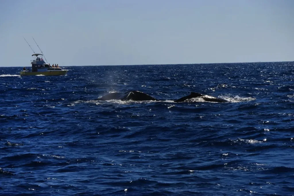 Cruising with Danny and Peter, Holland America Line, Koningsdam. Cabo San Lucas, Mexico | A scenic Cabo San Lucas Sailing adventure showcasing the stunning coastline, vibrant beaches, luxurious yacht charter, and breathtaking sunset views on a Cabo San Lucas boat tour, perfect for a memorable Cabo coastal adventure and Pacific Ocean sailing Cabo experience.