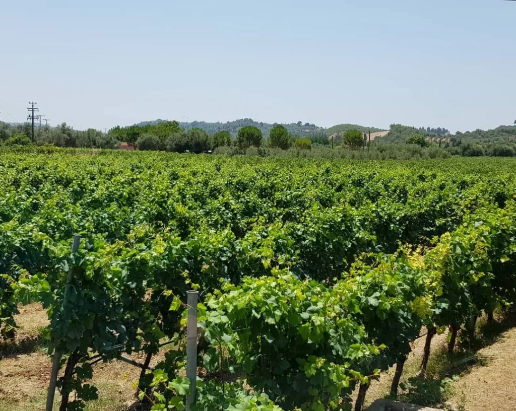 Cruising with Danny and Peter, Holland America Line, Koningsdam, Katakolon, Olympia, Greece | View of Ancient Olympia landmarks during the Katakolon Ancient Olympia Tour, featuring historic ruins and Olympic Games heritage, followed by Sel de Mer seafood dining on a luxurious day trip from Katakolon to Olympia, showcasing Greek cultural exploration and culinary delights.