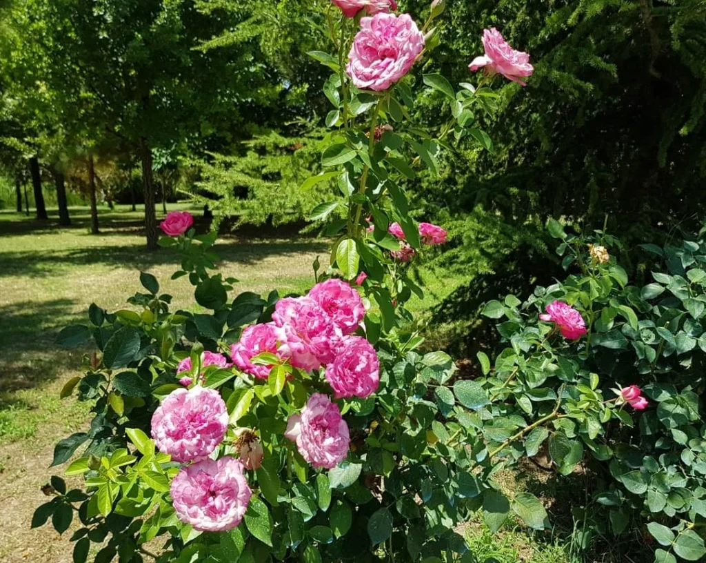 Cruising with Danny and Peter, Holland America Line, Koningsdam, Katakolon, Olympia, Greece | View of Ancient Olympia landmarks during the Katakolon Ancient Olympia Tour, featuring historic ruins and Olympic Games heritage, followed by Sel de Mer seafood dining on a luxurious day trip from Katakolon to Olympia, showcasing Greek cultural exploration and culinary delights.