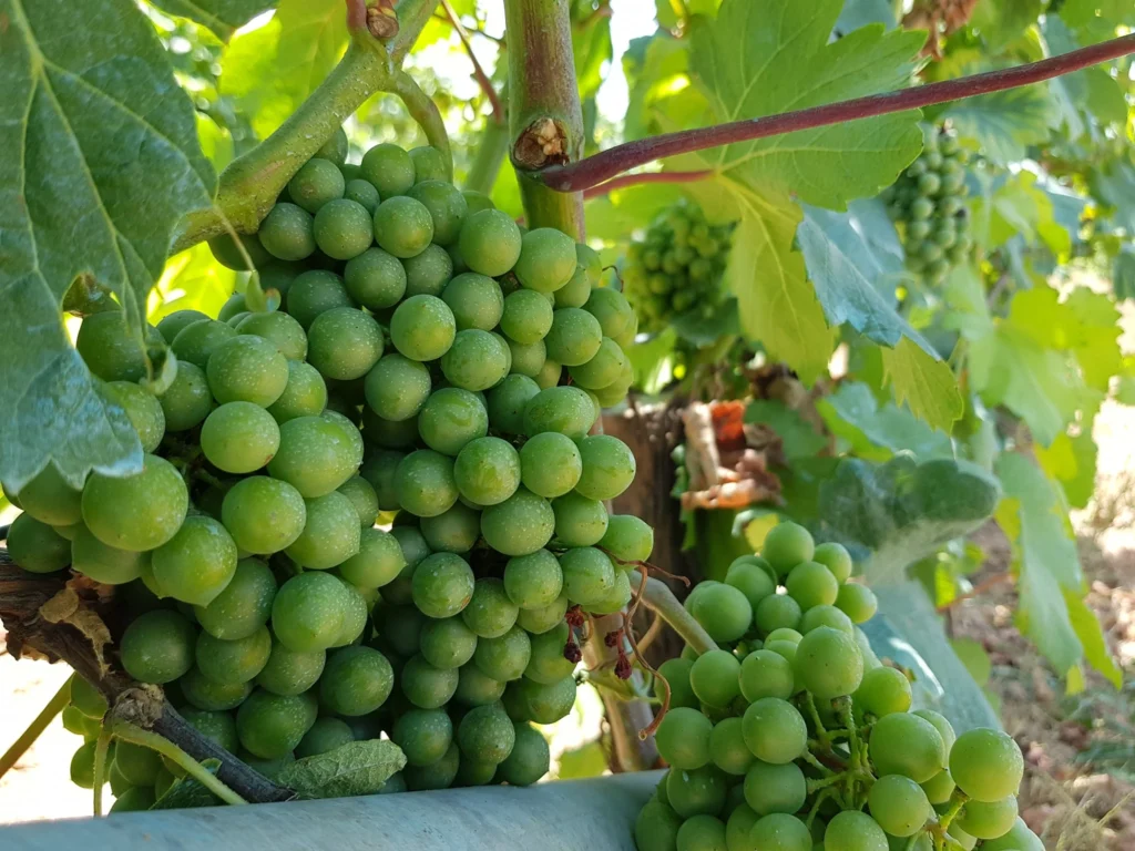 Cruising with Danny and Peter, Holland America Line, Koningsdam, Katakolon, Olympia, Greece | View of Ancient Olympia landmarks during the Katakolon Ancient Olympia Tour, featuring historic ruins and Olympic Games heritage, followed by Sel de Mer seafood dining on a luxurious day trip from Katakolon to Olympia, showcasing Greek cultural exploration and culinary delights.