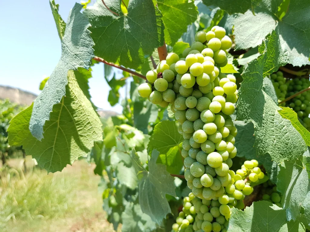 Cruising with Danny and Peter, Holland America Line, Koningsdam, Katakolon, Olympia, Greece | View of Ancient Olympia landmarks during the Katakolon Ancient Olympia Tour, featuring historic ruins and Olympic Games heritage, followed by Sel de Mer seafood dining on a luxurious day trip from Katakolon to Olympia, showcasing Greek cultural exploration and culinary delights.