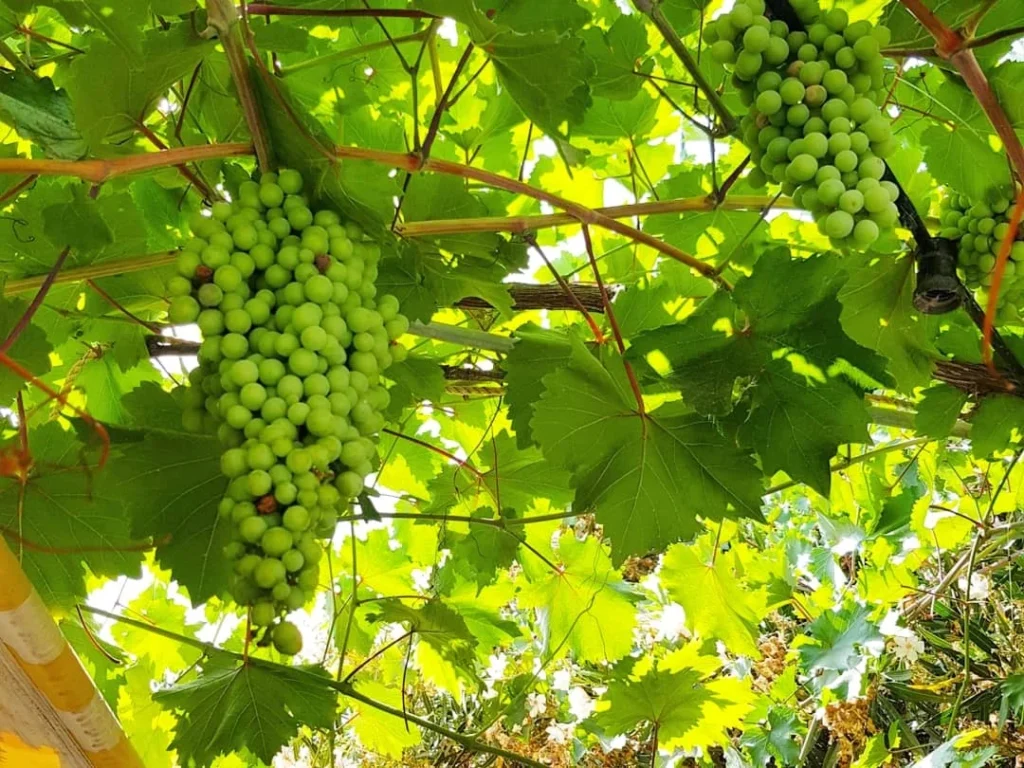 Cruising with Danny and Peter, Holland America Line, Koningsdam, Piraeus, Athens, Greece | Beautiful sailing around Athens, showcasing a scenic journey through the Aegean Sea, visiting the charming islands of Hydra, Poros, and Aegina. Explore the historic Hydra island with its whitewashed houses and picturesque harbor, dive into crystal-clear waters for snorkeling at Poros, and experience the vibrant Aegina port with its iconic neoclassical architecture and pistachio groves. Capture the essence of a Greek island sailing tour, enjoying an Athens maritime experience filled with adventure and breathtaking views of the Saronic Gulf.