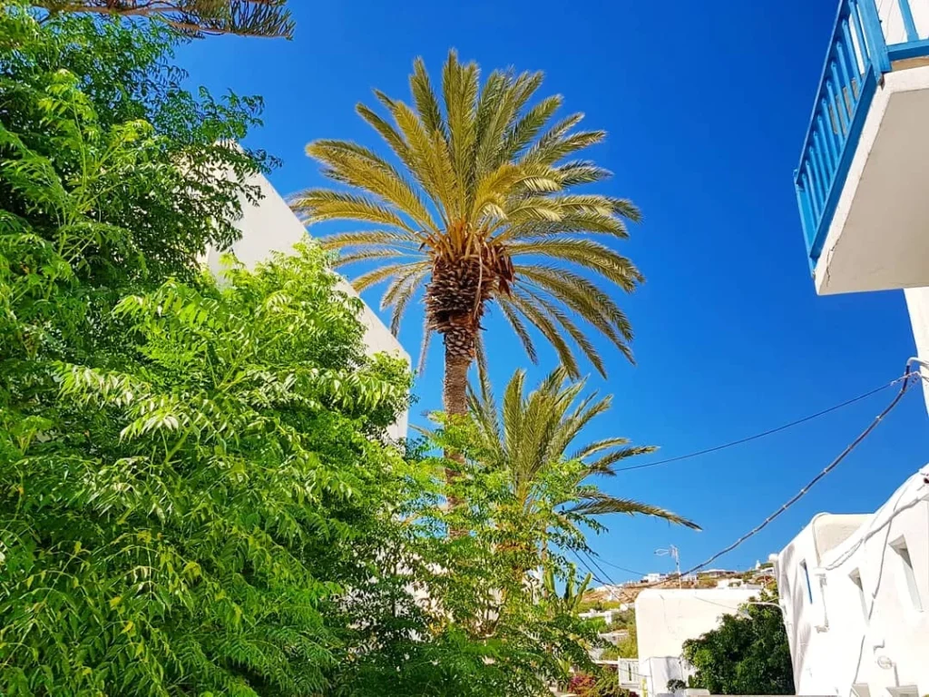 Cruising with Danny and Peter, Holland America Line, Koningsdam, Mykonos, Greece | Scenic view of Elia Beach in Mykonos, showcasing crystal-clear waters, soft sands, and the stunning Aegean Sea backdrop, with travelers enjoying their Mykonos Greece travel experience, exploring the serene beach and vibrant Mykonos Town attractions.