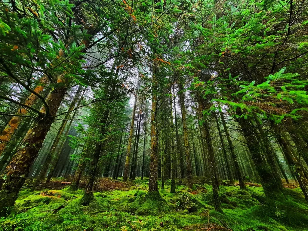 Cruising with Danny and Peter, Holland America Line, Rotterdam, Plymouth, England, Great Britain, United Kingdom | A foggy day in Plymouth Dartmoor showcases an eerie scene of historic churches and spooky graveyards, highlighting the enchanting beauty of Plymouth UK travel. A winding hiking trail through Dartmoor National Park is visible, surrounded by lush greenery and misty landscapes.