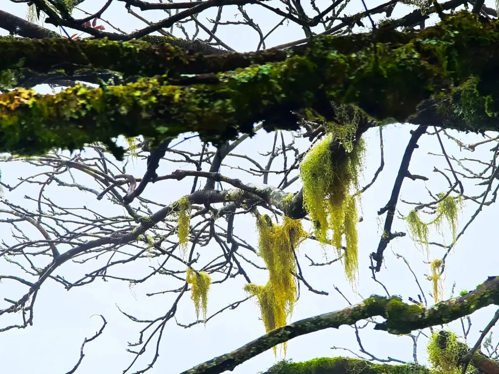 Cruising with Danny and Peter, Holland America Line, Rotterdam, Plymouth, England, Great Britain, United Kingdom | A foggy day in Plymouth Dartmoor showcases an eerie scene of historic churches and spooky graveyards, highlighting the enchanting beauty of Plymouth UK travel. A winding hiking trail through Dartmoor National Park is visible, surrounded by lush greenery and misty landscapes.
