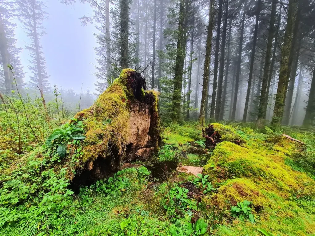 Cruising with Danny and Peter, Holland America Line, Rotterdam, Plymouth, England, Great Britain, United Kingdom | A foggy day in Plymouth Dartmoor showcases an eerie scene of historic churches and spooky graveyards, highlighting the enchanting beauty of Plymouth UK travel. A winding hiking trail through Dartmoor National Park is visible, surrounded by lush greenery and misty landscapes.