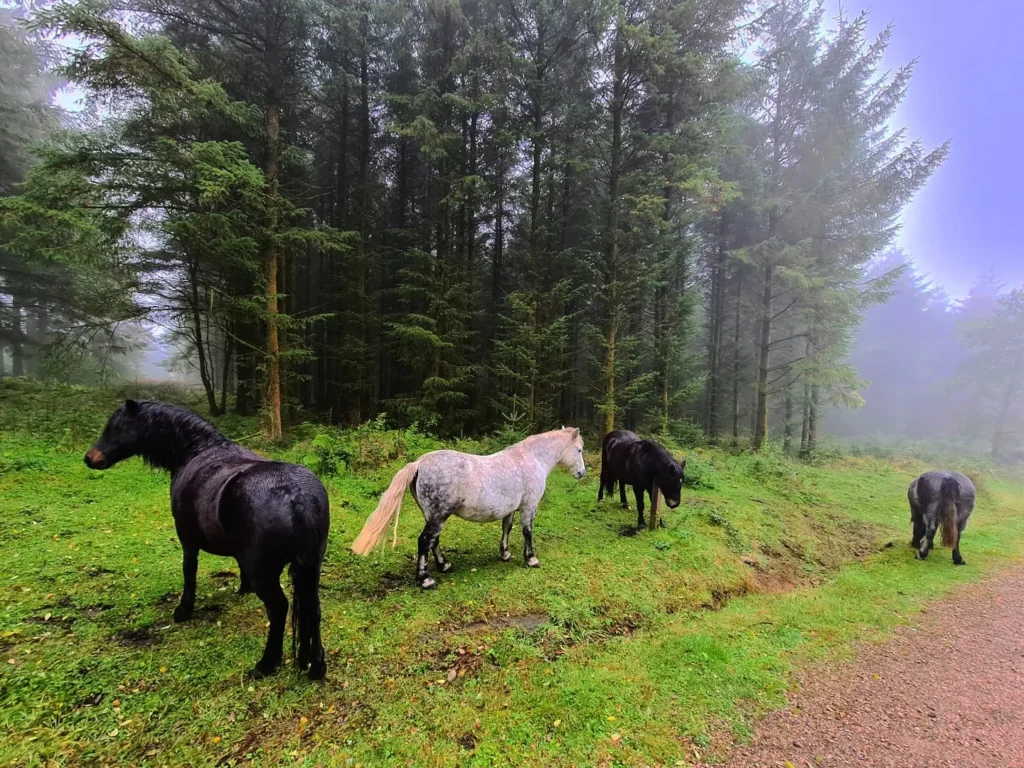 Cruising with Danny and Peter, Holland America Line, Rotterdam, Plymouth, England, Great Britain, United Kingdom | A foggy day in Plymouth Dartmoor showcases an eerie scene of historic churches and spooky graveyards, highlighting the enchanting beauty of Plymouth UK travel. A winding hiking trail through Dartmoor National Park is visible, surrounded by lush greenery and misty landscapes.