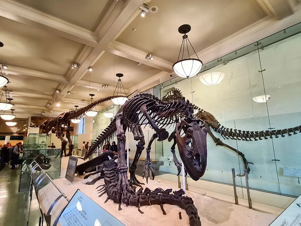 Cruising with Danny and Peter, Holland America Line, Rotterdam, New York, United States | Holland America NYC Trip 150th Anniversary, exploring New York City landmarks, visiting the American Museum of Natural History, strolling through Central Park, and enjoying the Rotterdam cruise ship experience.