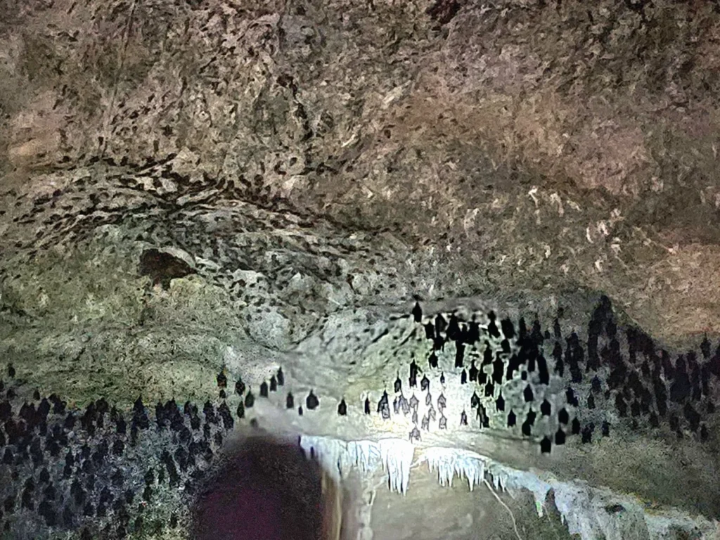 Cruising with Danny and Peter, Holland America Line, Westerdam, Porto Malai, Langkawi, Malaysia | Scenic views of Porto Malai Marina with yachts, private boat cruising through Kilim Karst Geoforest's mangroves, majestic eagles soaring above, and panoramic vistas from the Langkawi Sky Bridge and Cable Car overlooking lush rainforests and the Andaman Sea during a Langkawi Day Trip.