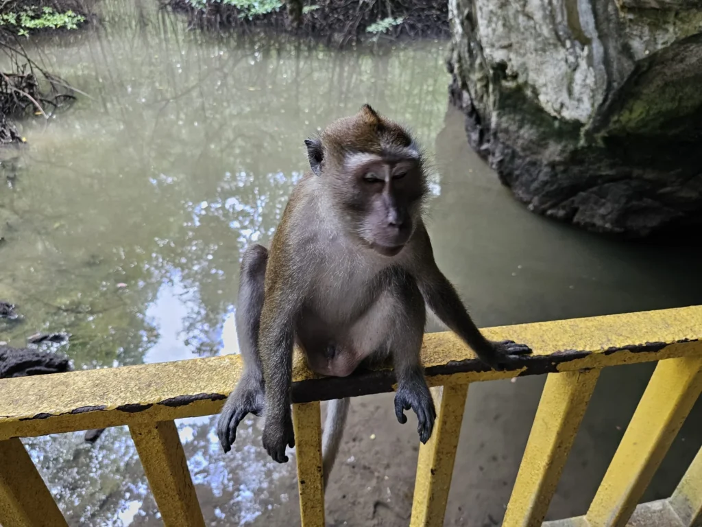 Cruising with Danny and Peter, Holland America Line, Westerdam, Porto Malai, Langkawi, Malaysia | Scenic views of Porto Malai Marina with yachts, private boat cruising through Kilim Karst Geoforest's mangroves, majestic eagles soaring above, and panoramic vistas from the Langkawi Sky Bridge and Cable Car overlooking lush rainforests and the Andaman Sea during a Langkawi Day Trip.